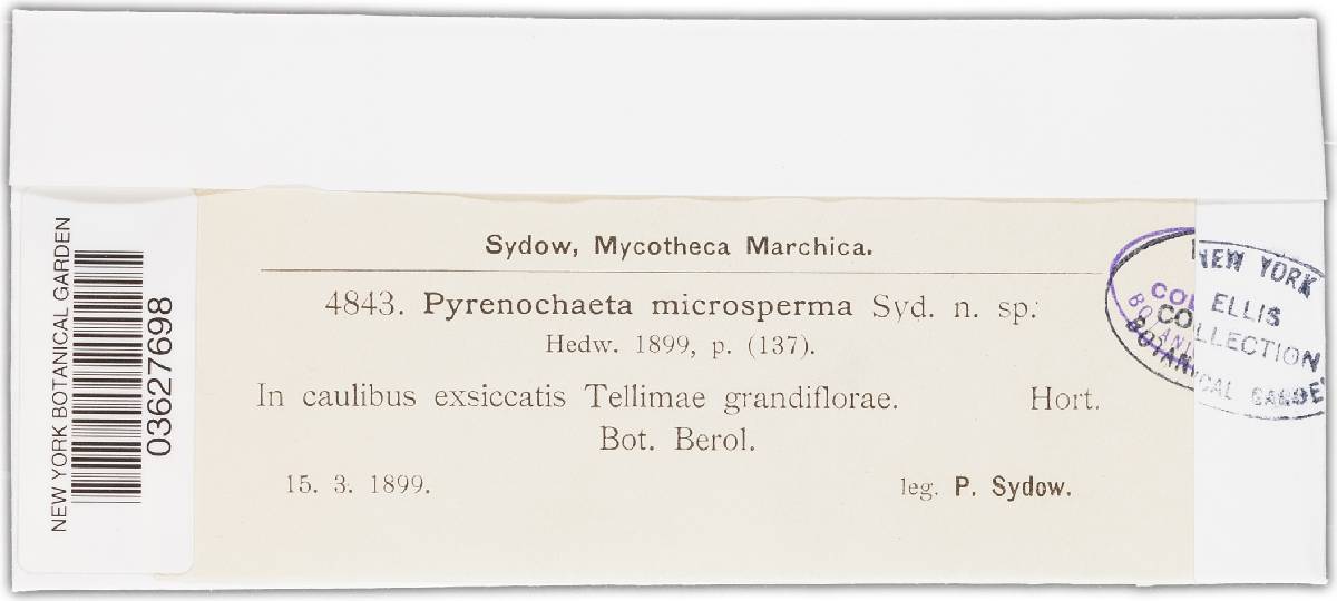 Pyrenochaeta microsperma image