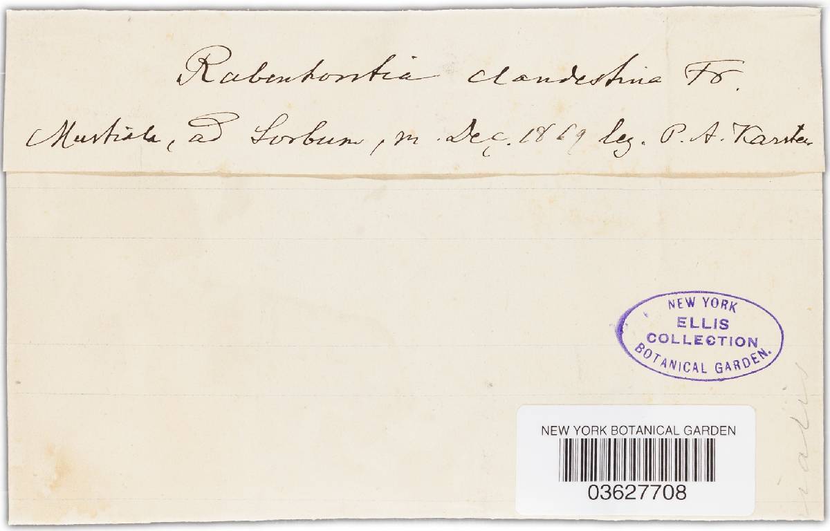 Rabenhorstia clandestina image