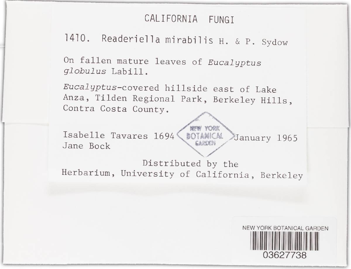 Readeriella mirabilis image