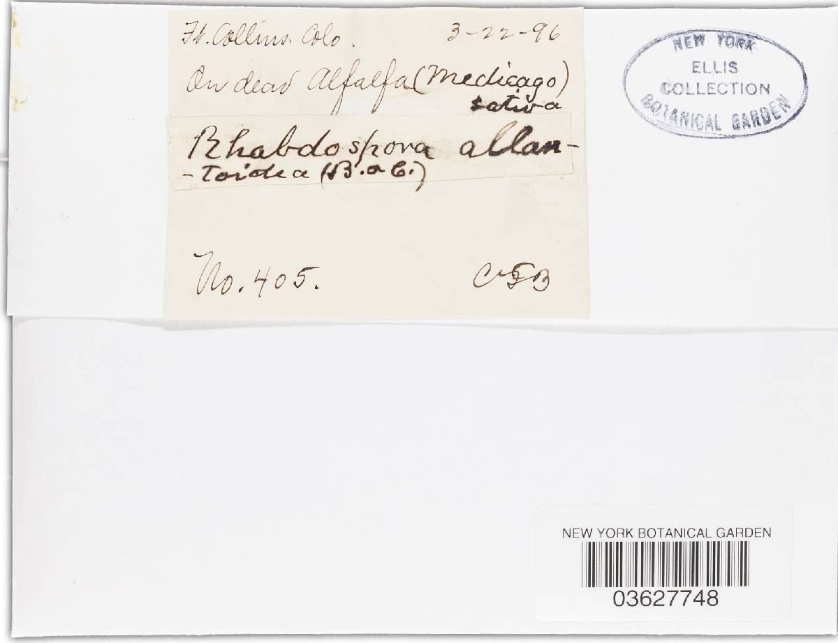 Rhabdospora allantoidea image