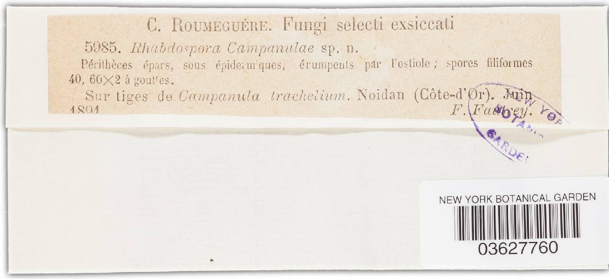 Rhabdospora campanulae image