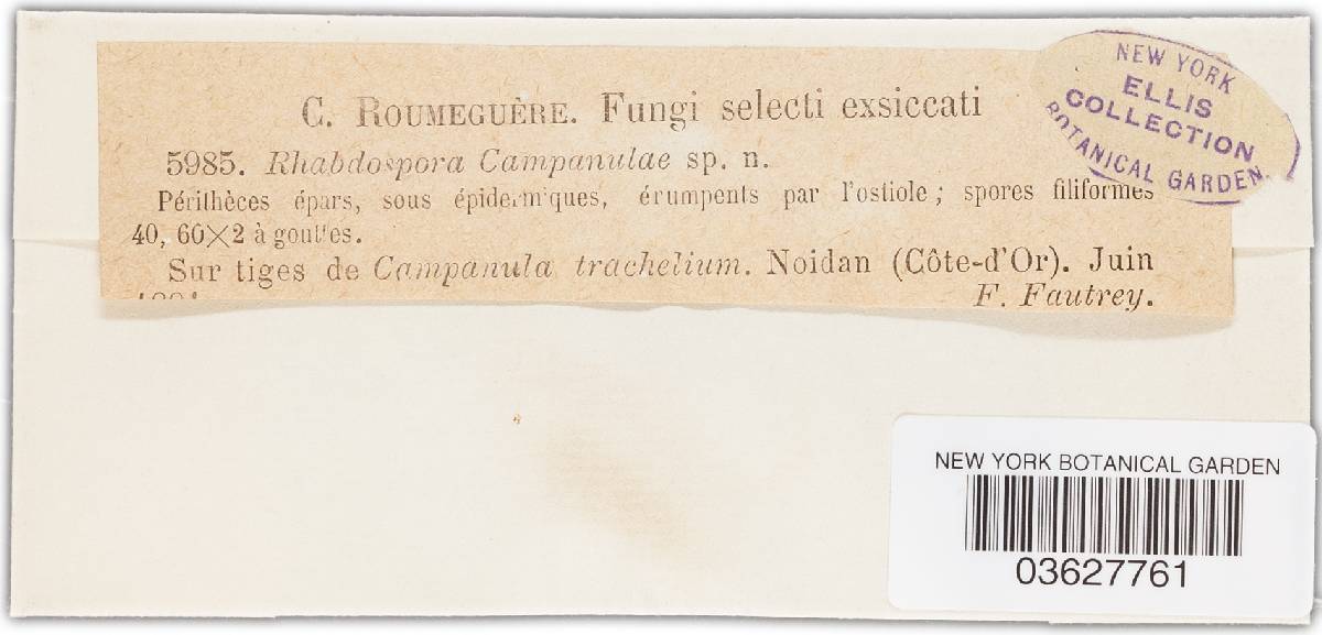 Rhabdospora campanulae image