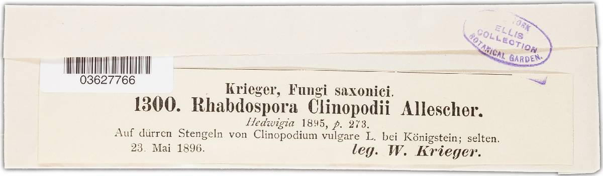 Rhabdospora clinopodii image