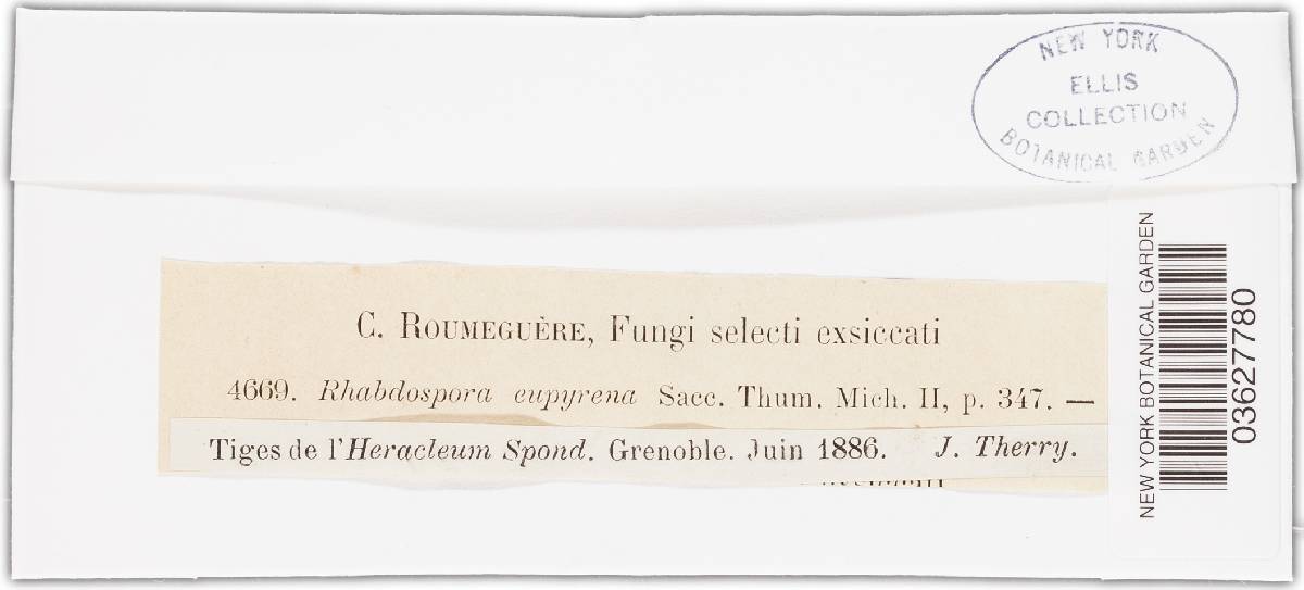 Rhabdospora eupyrena image