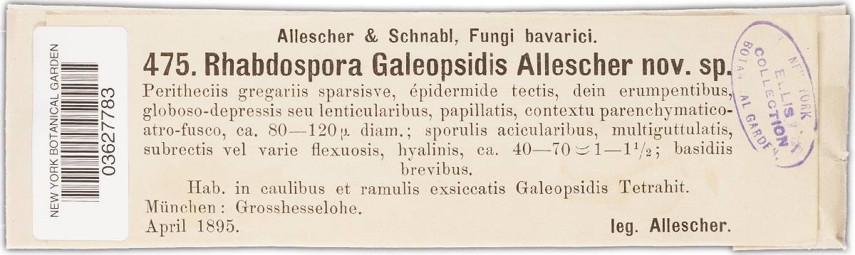 Rhabdospora galeopsidis image