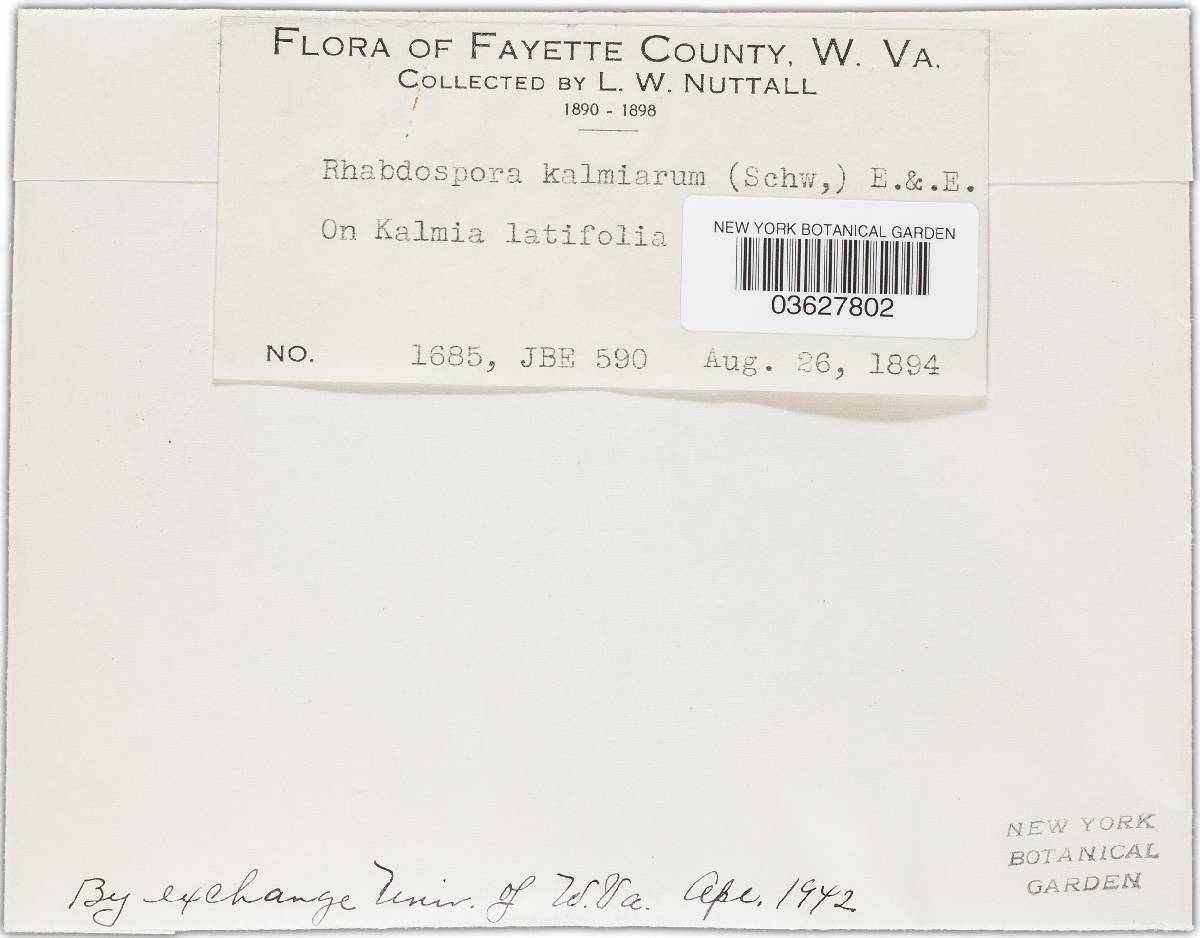 Rhabdospora kalmiarum image
