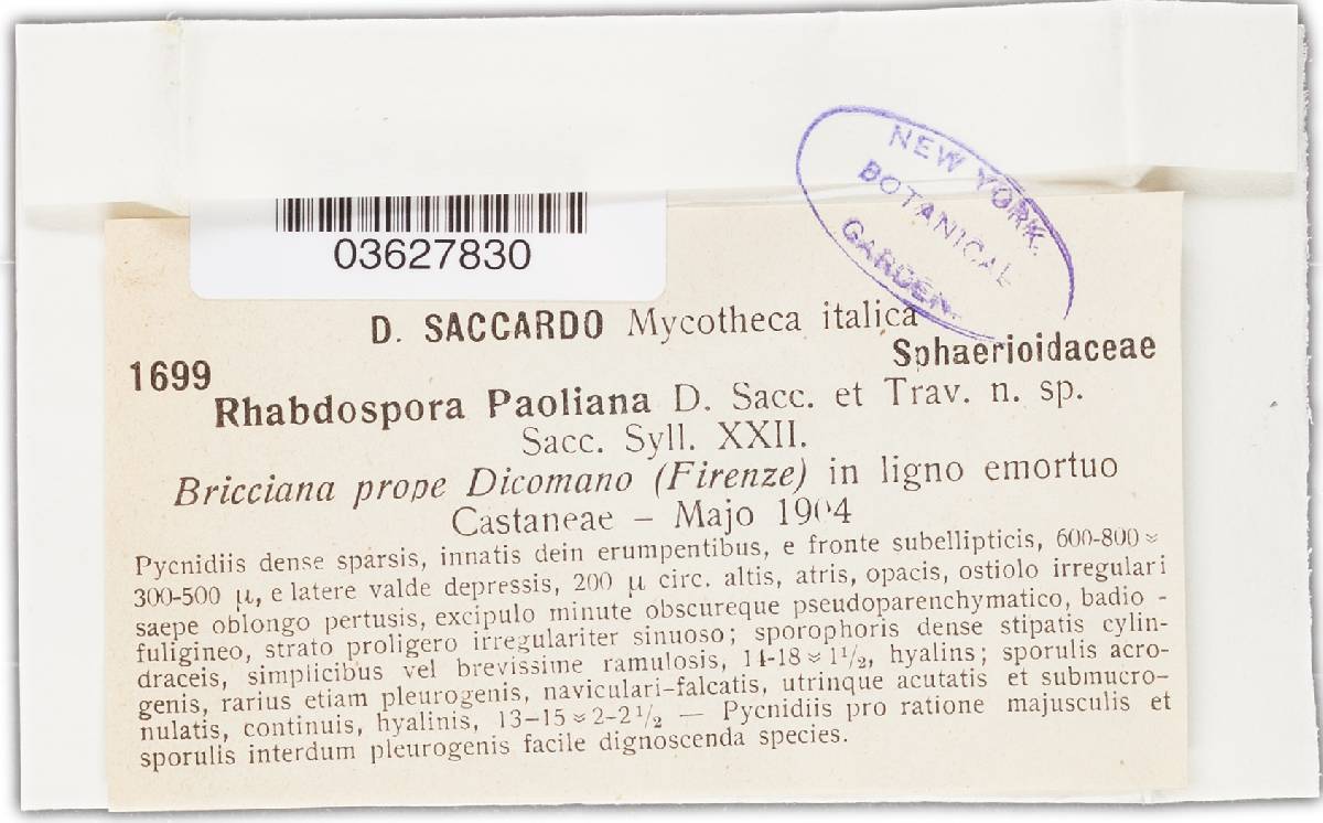 Rhabdospora paoliana image
