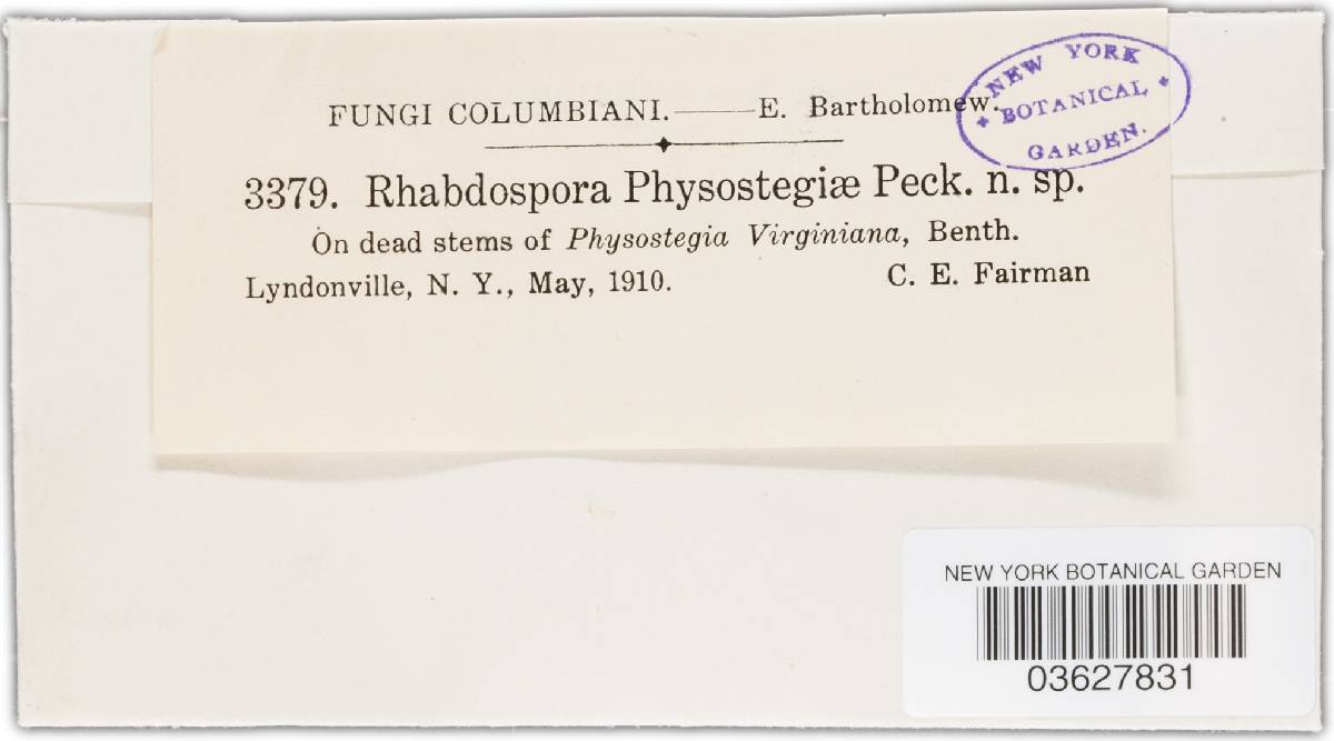 Rhabdospora physostegiae image