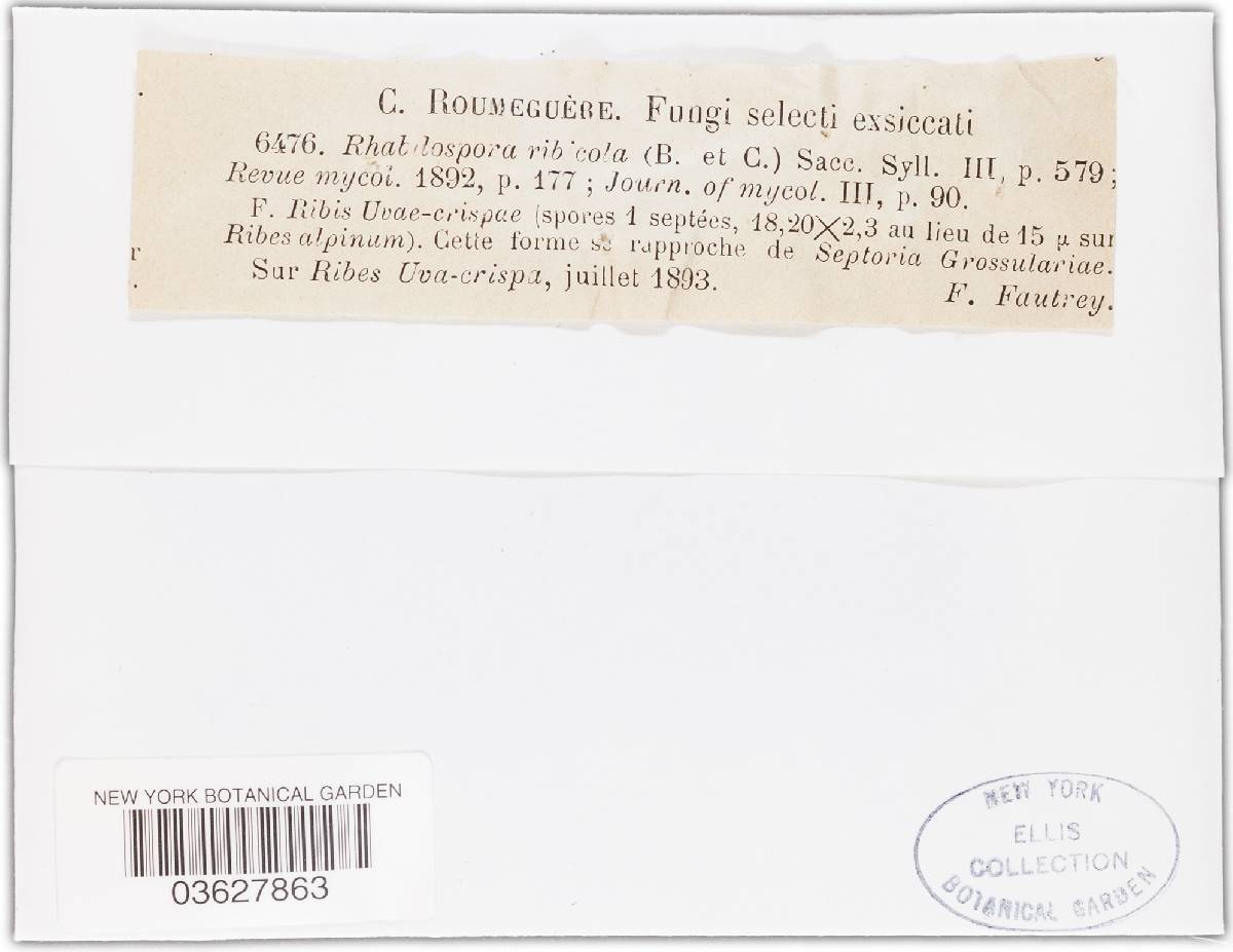 Rhabdospora ribicola image