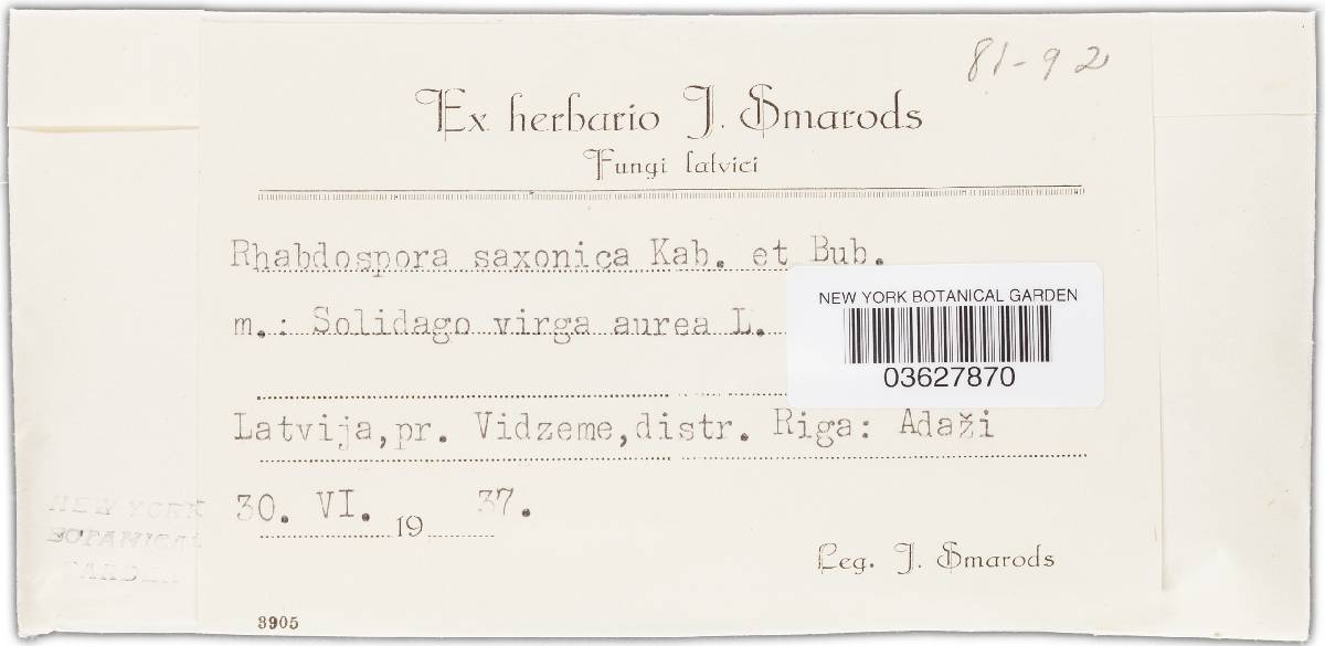 Rhabdospora saxonica image