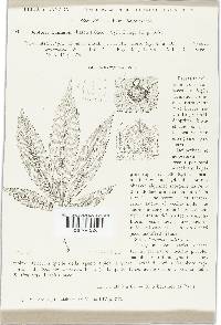 Septoria cannabis image