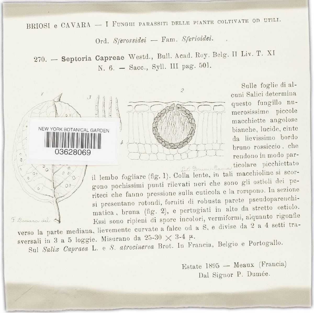 Septoria capraeae image