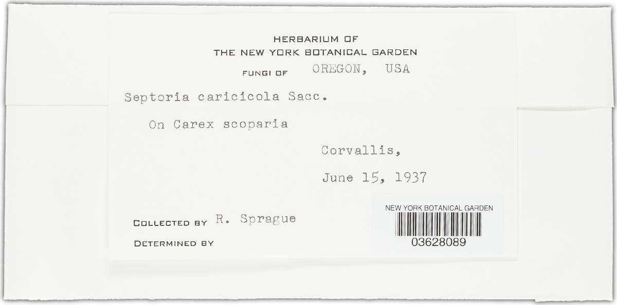 Septoria caricicola image