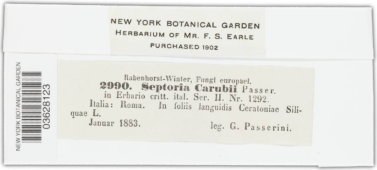 Septoria carrubi image