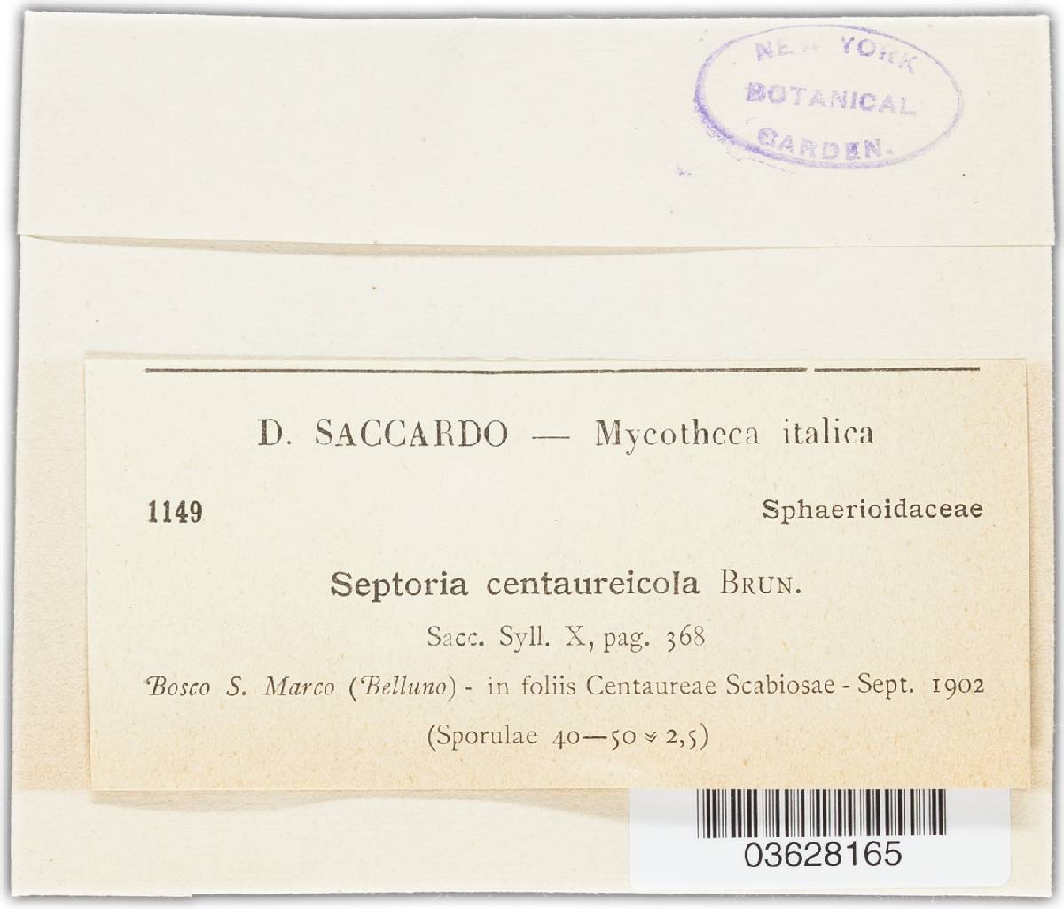 Septoria centaureicola image