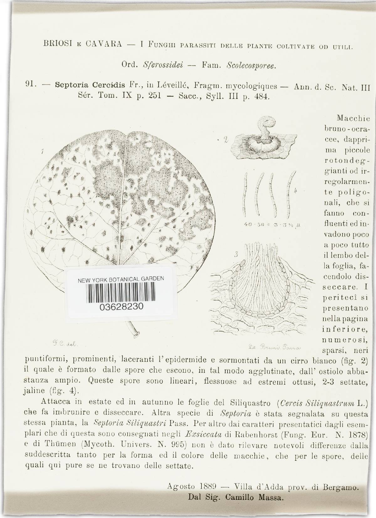 Septoria cercidis image