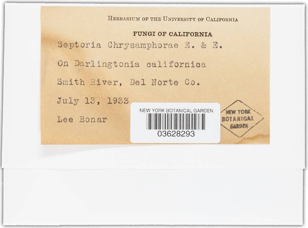 Septoria chrysamphorae image