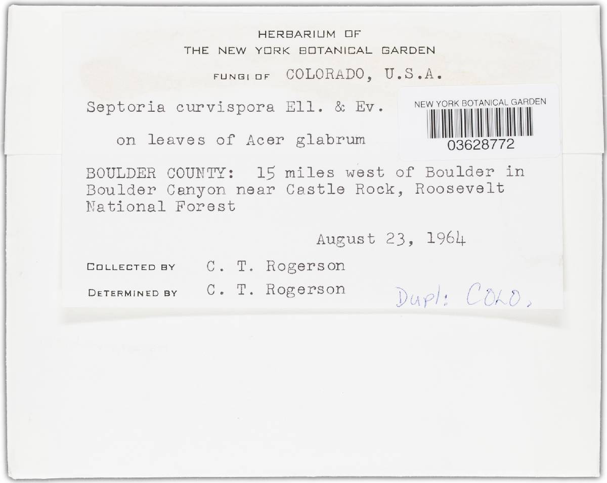 Septoria curvispora image
