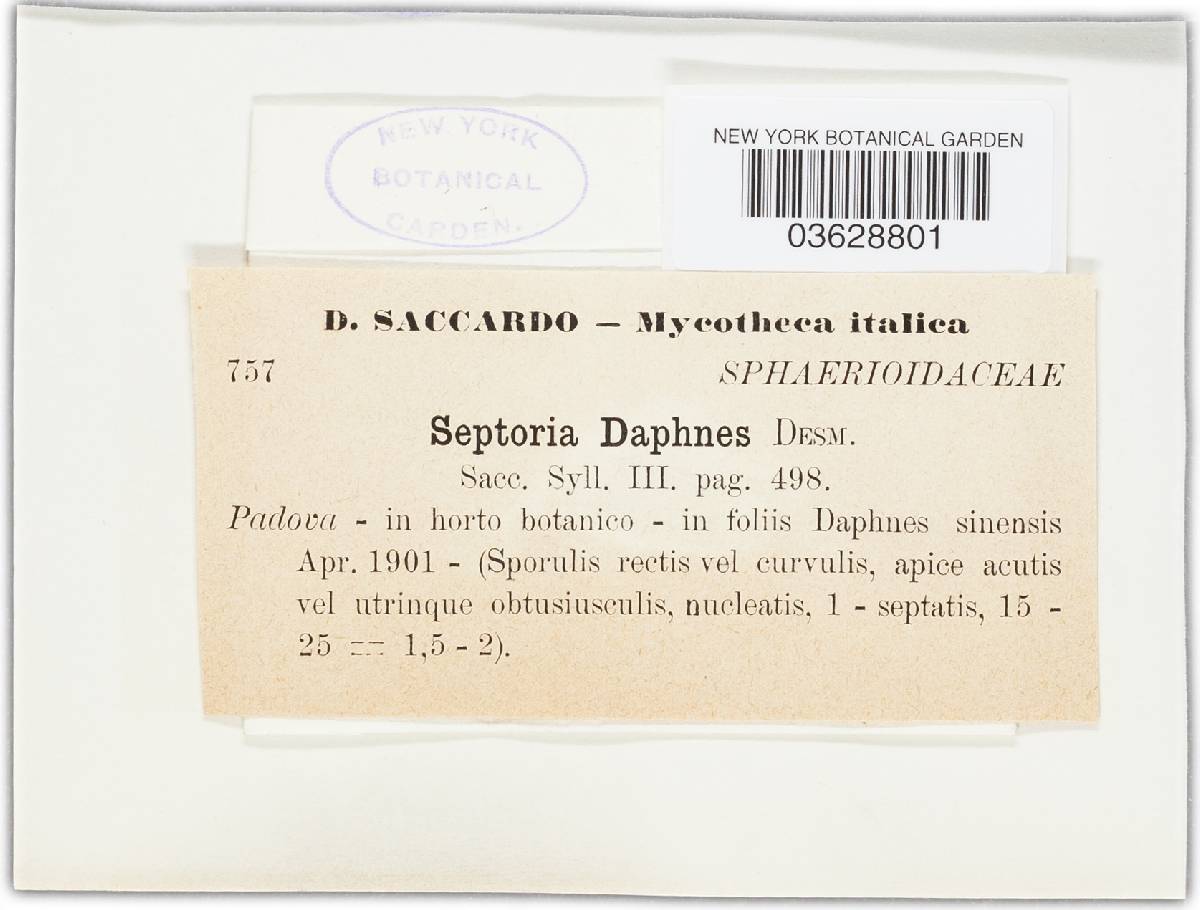 Marssonina daphnes image