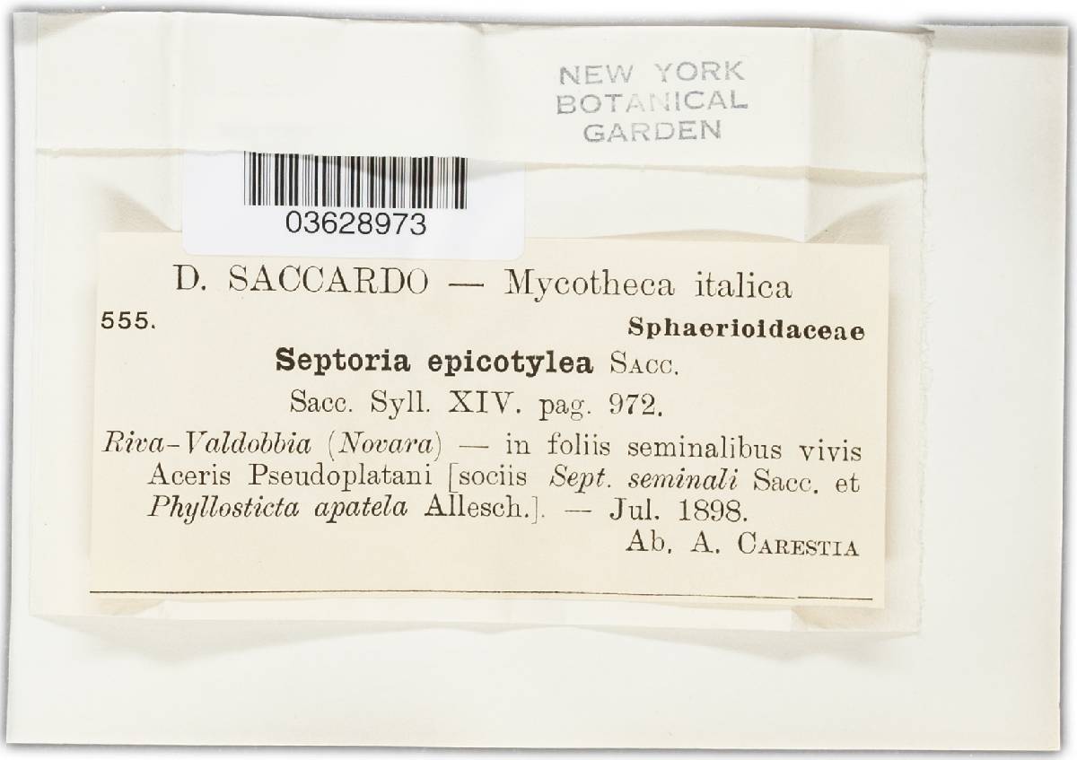 Septoria epicotylea image