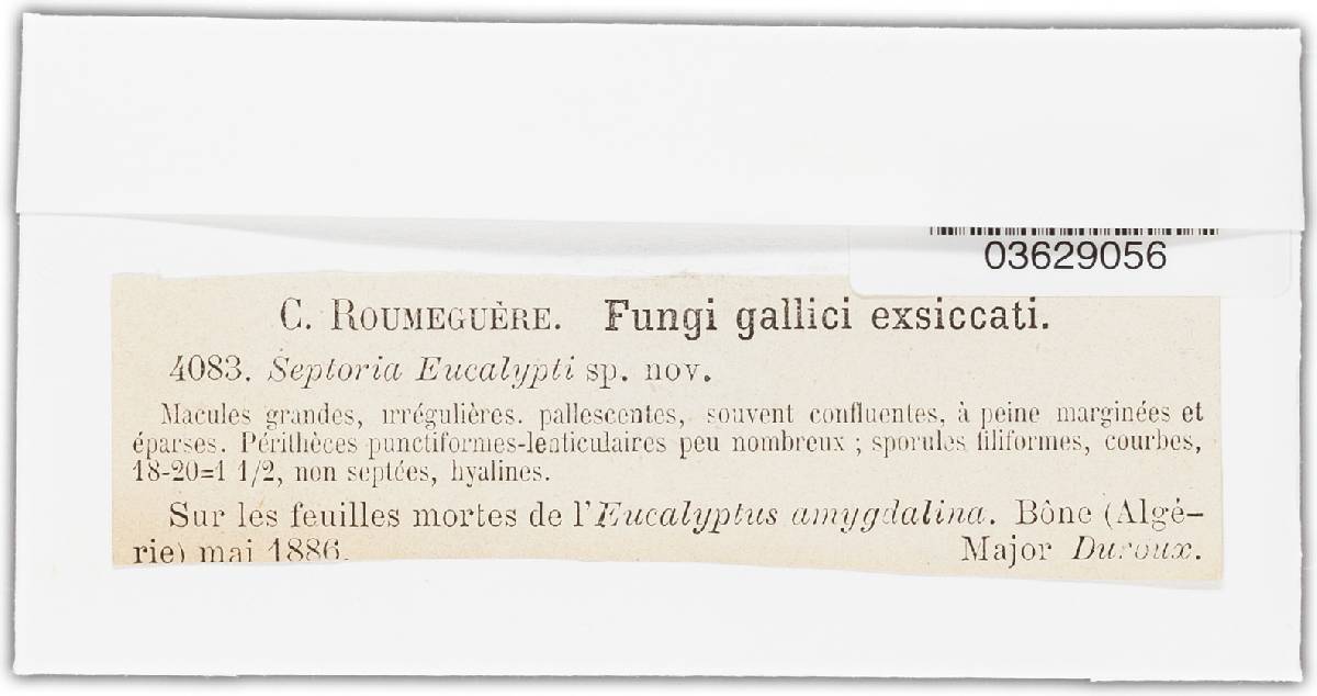 Septoria eucalypti image