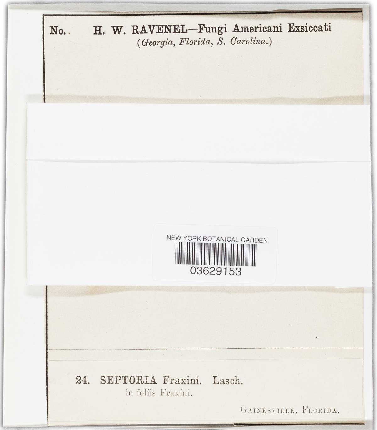 Pseudocercosporella fraxini image