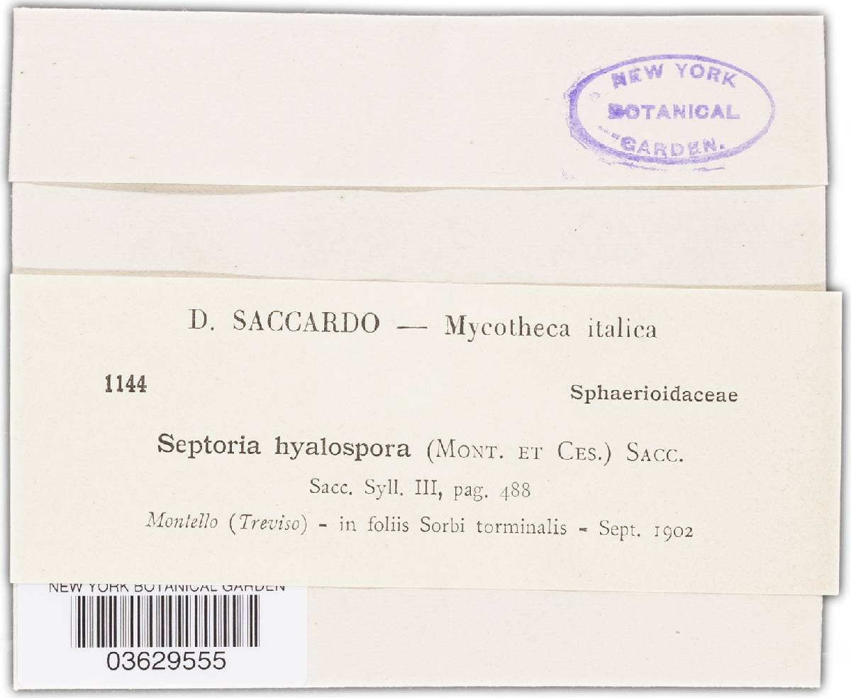Septoria hyalospora image