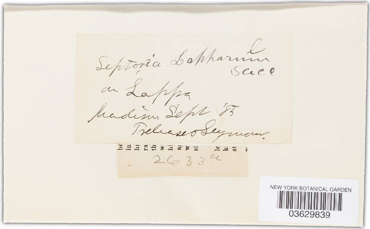Septoria lapparum image