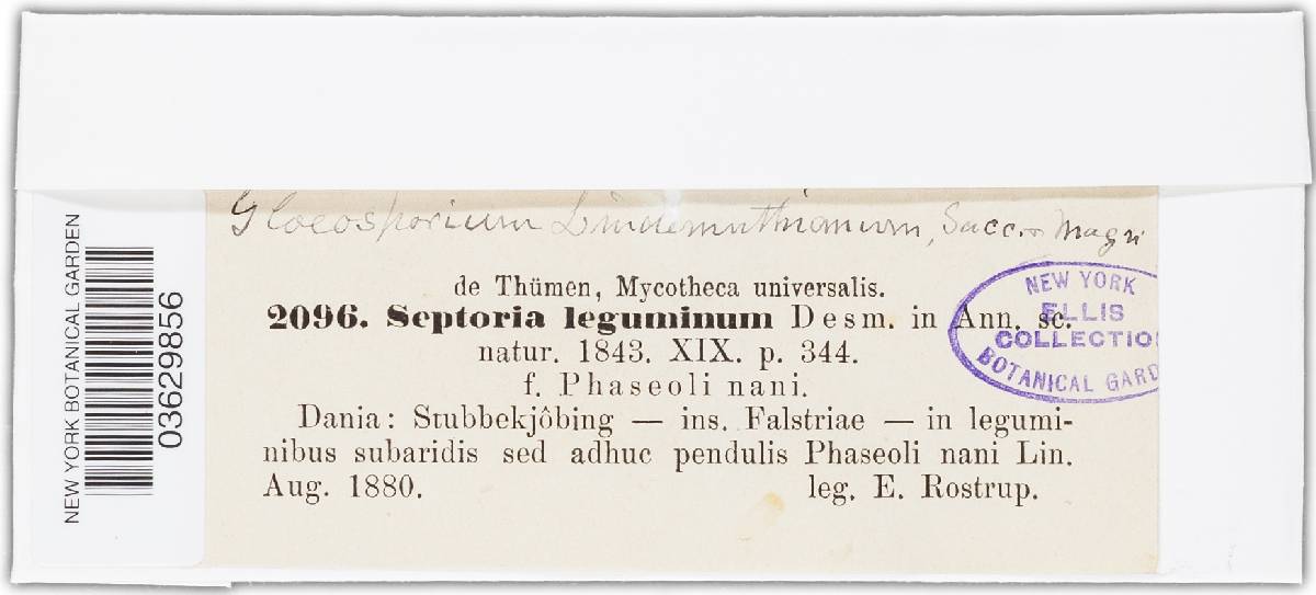 Septoria leguminum image