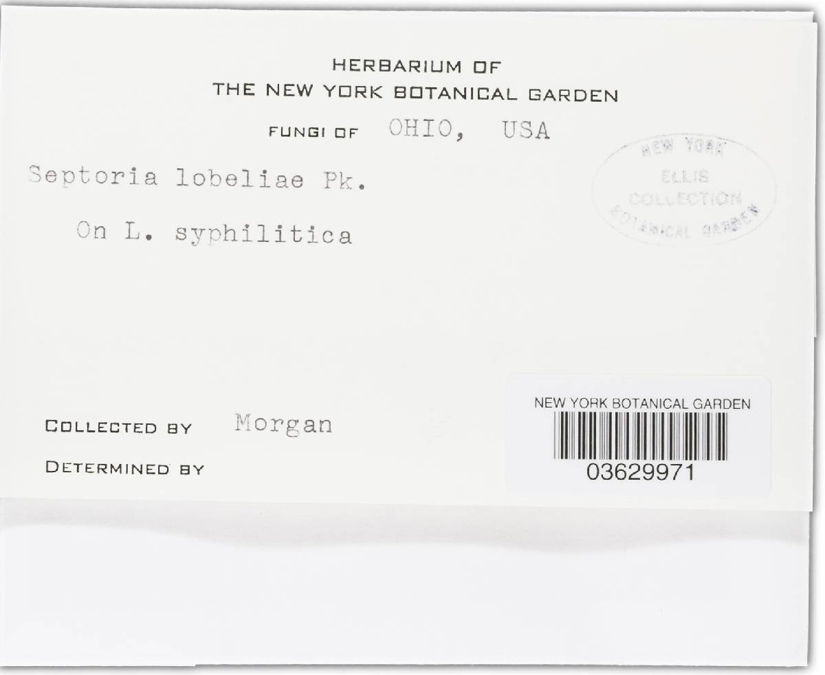 Septoria lobeliae image