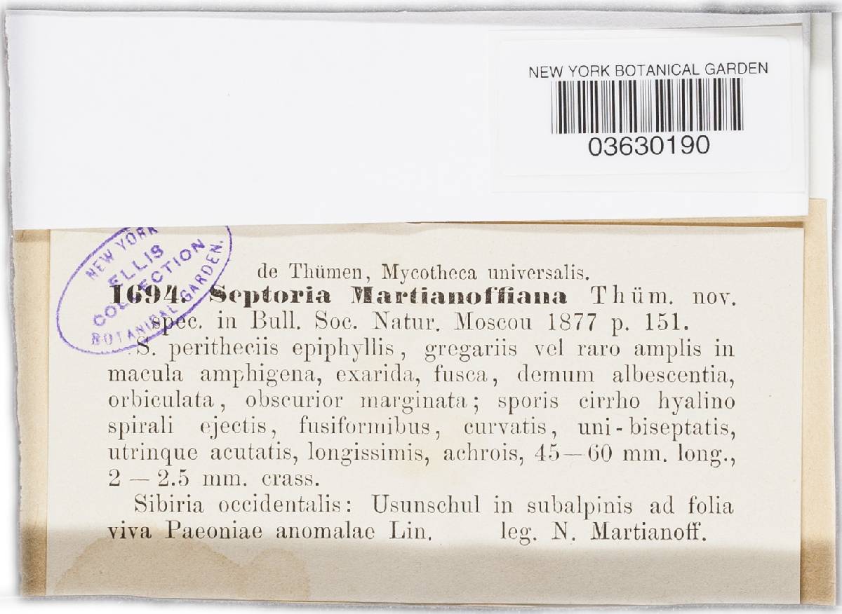 Septoria martianoffiana image