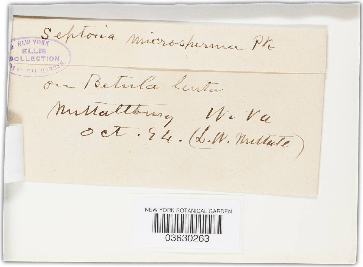 Asteroma microspermum image