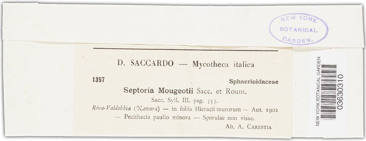 Septoria mougeotii image