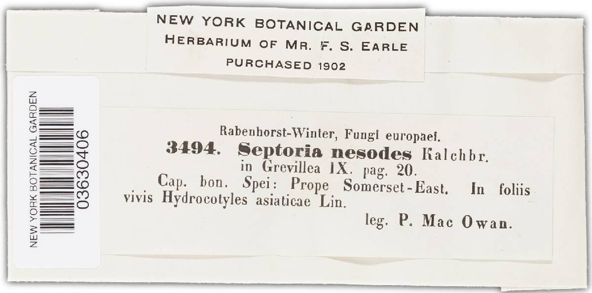 Septoria nesodes image