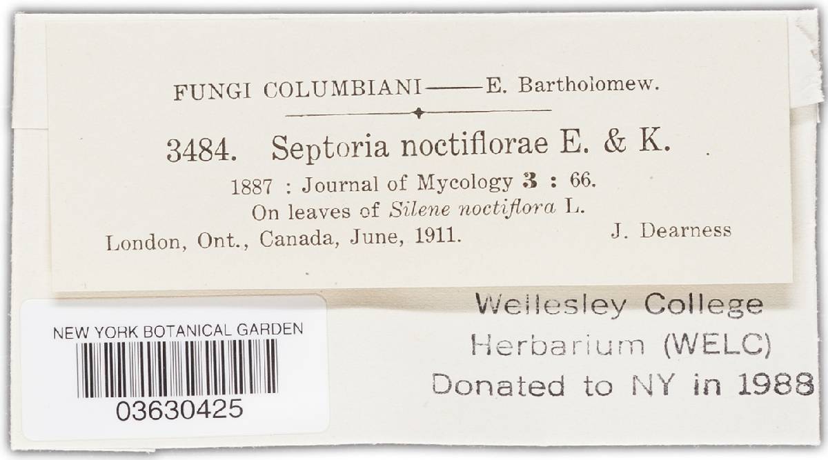 Septoria noctiflorae image