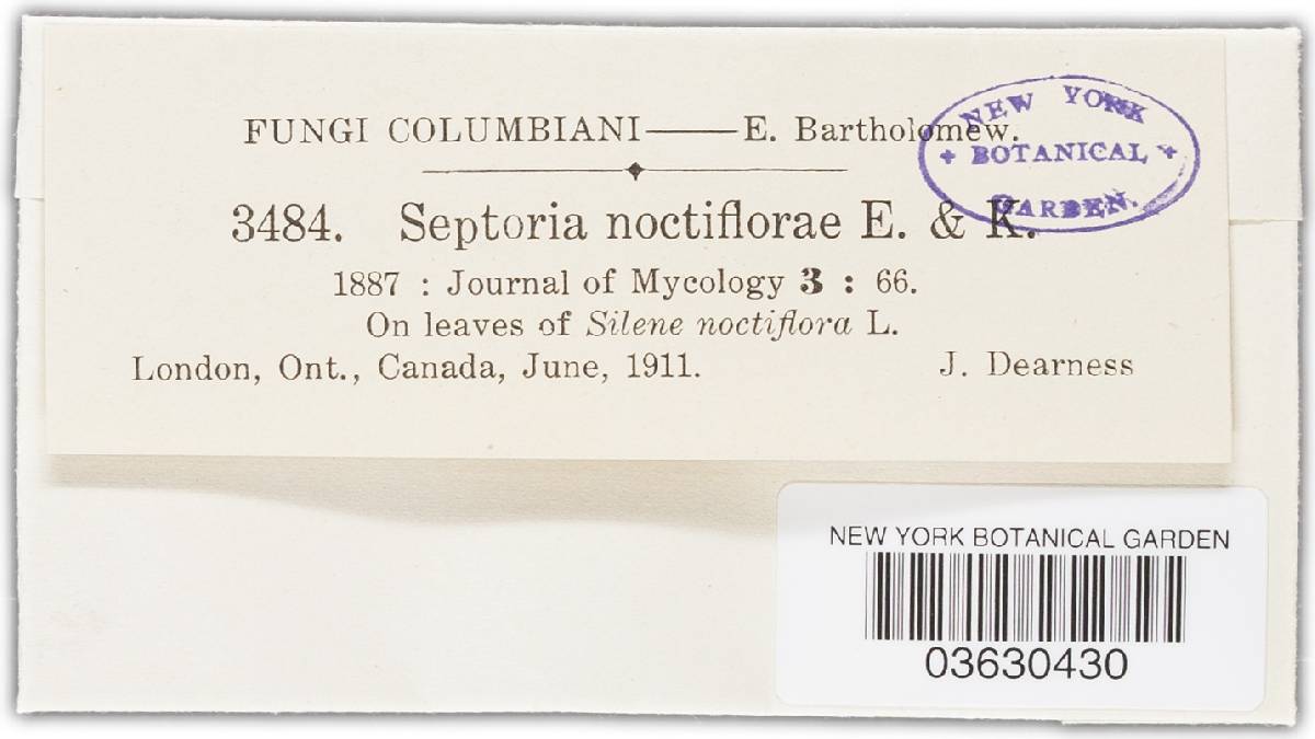 Septoria noctiflorae image