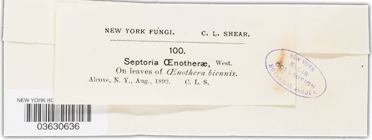 Septoria oenotherae image