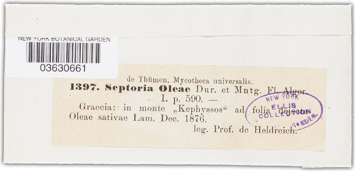 Septoria oleae image