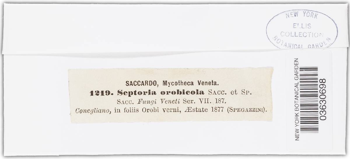 Septoria orobicola image