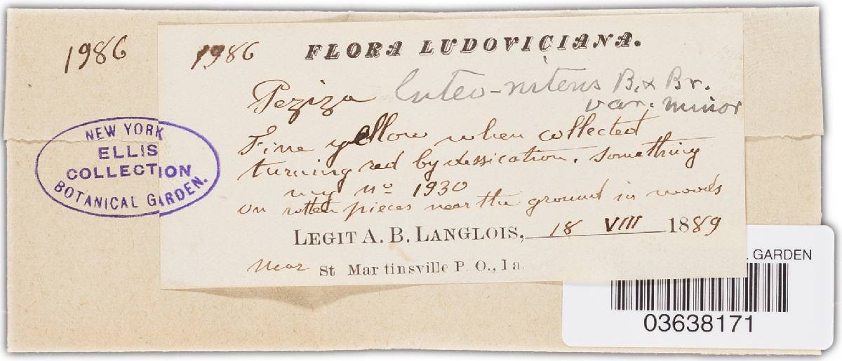Aleuria luteonitens image