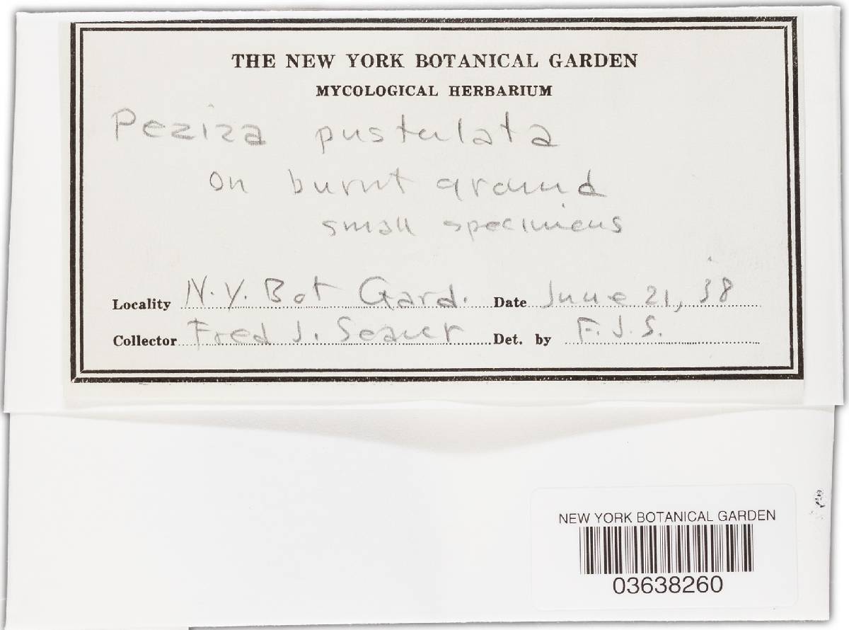 Tarzetta catinus image