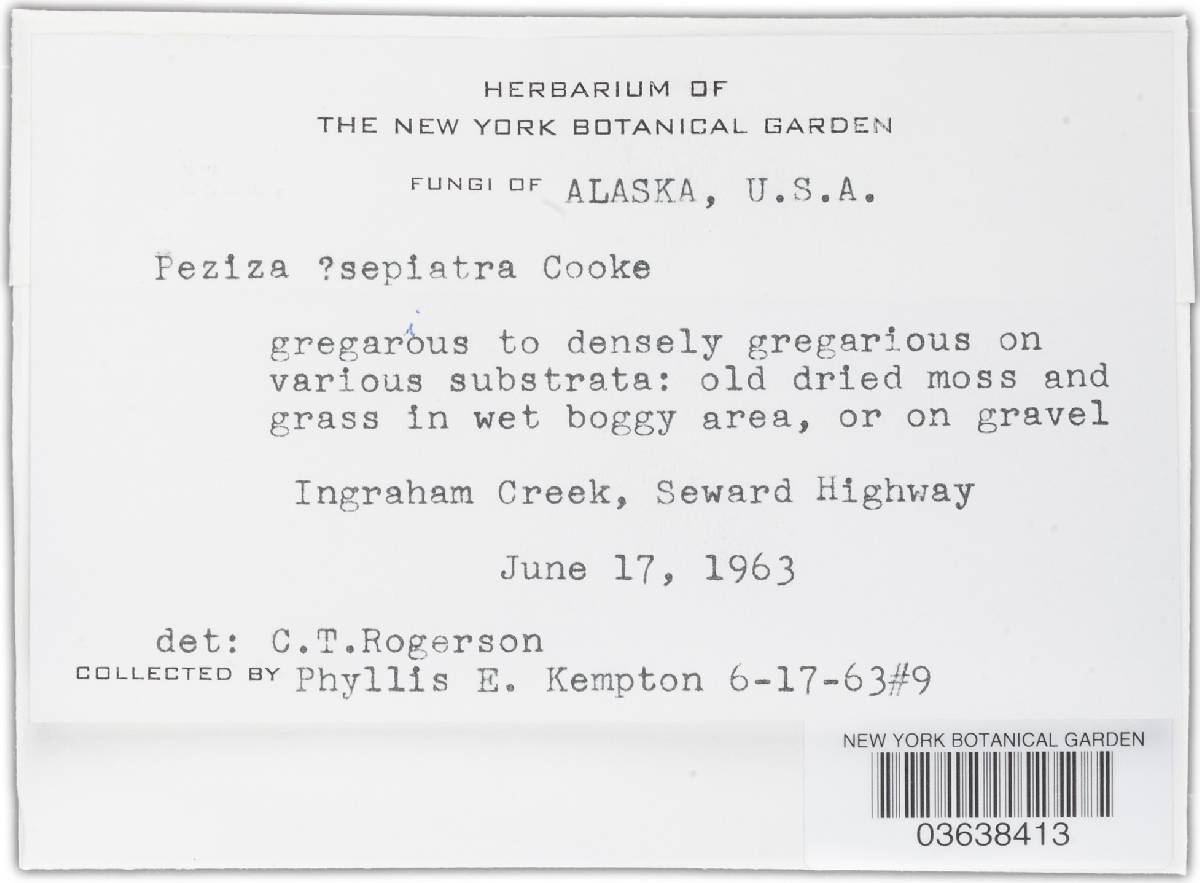 Peziza sepiatra image