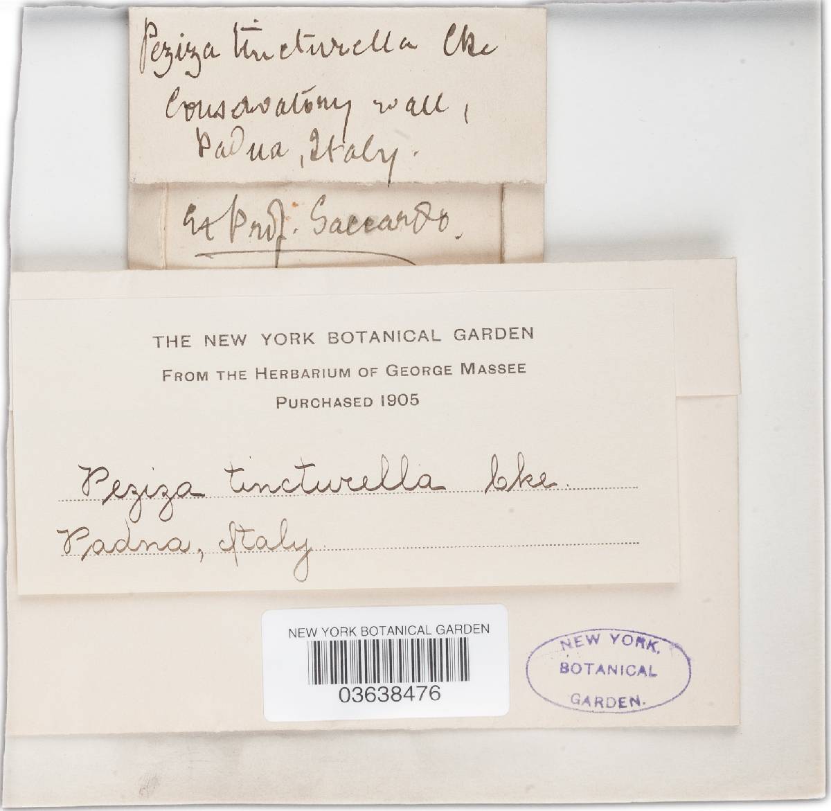 Peziza tincturella image