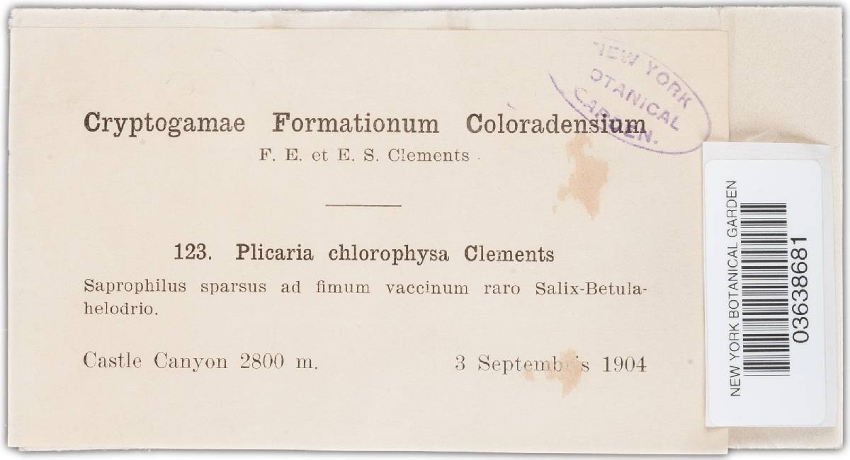Plicaria chlorophysa image