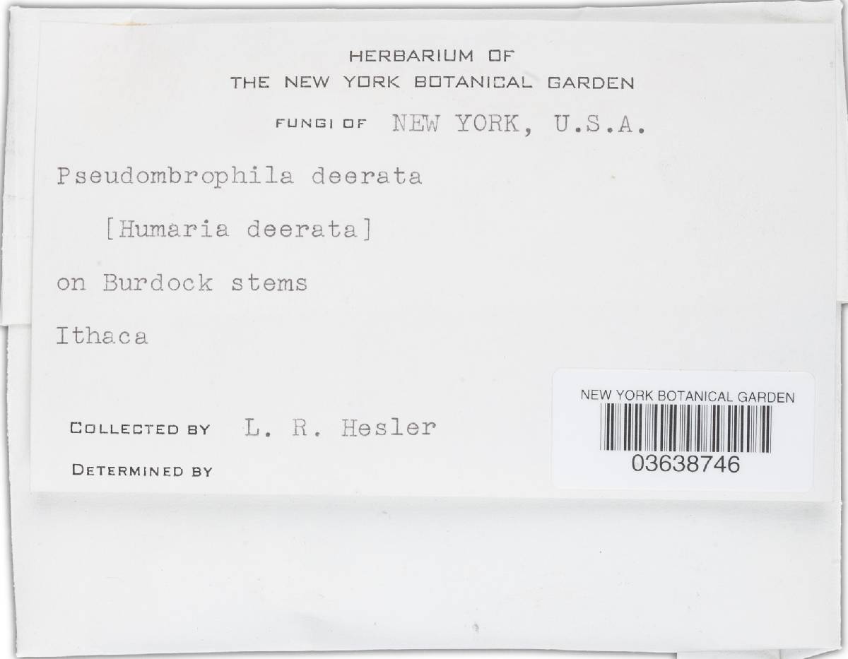 Pseudombrophila deerrata image