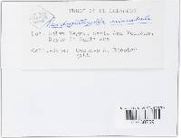 Pseudopithyella minuscula image