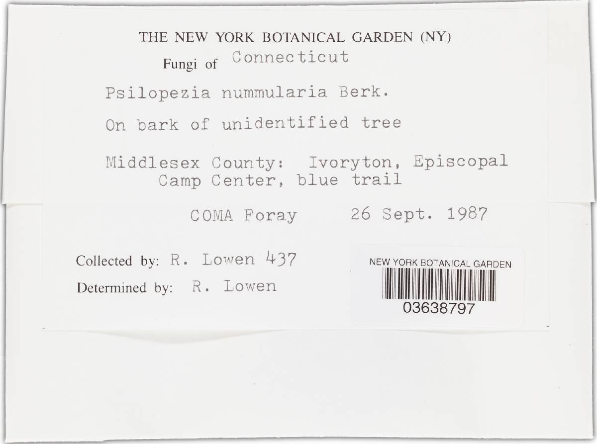 Psilopezia nummularia image