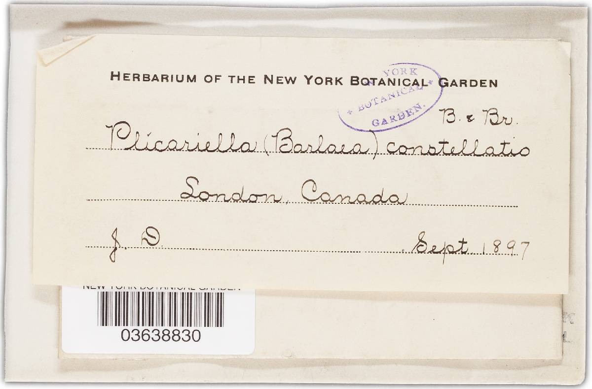 Pulvinula convexella image