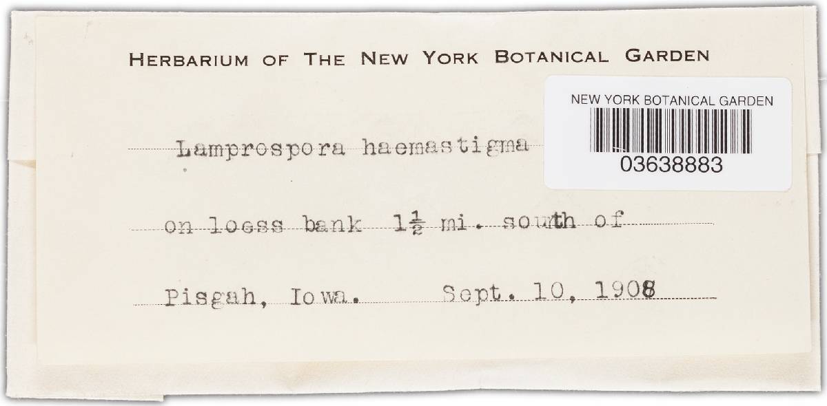 Humaria haemastigma image