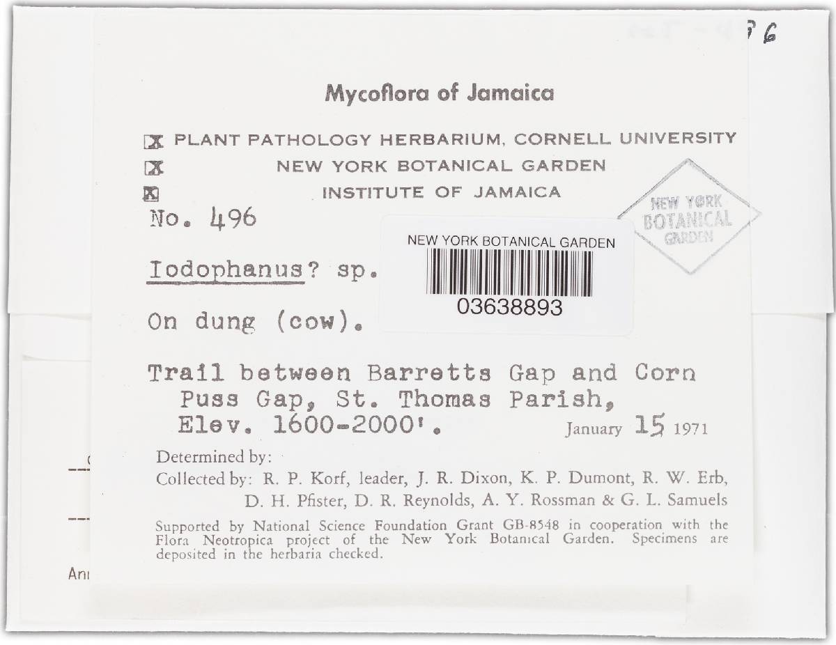 Pulvinula ovalispora image